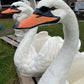 Large Swan Planter
