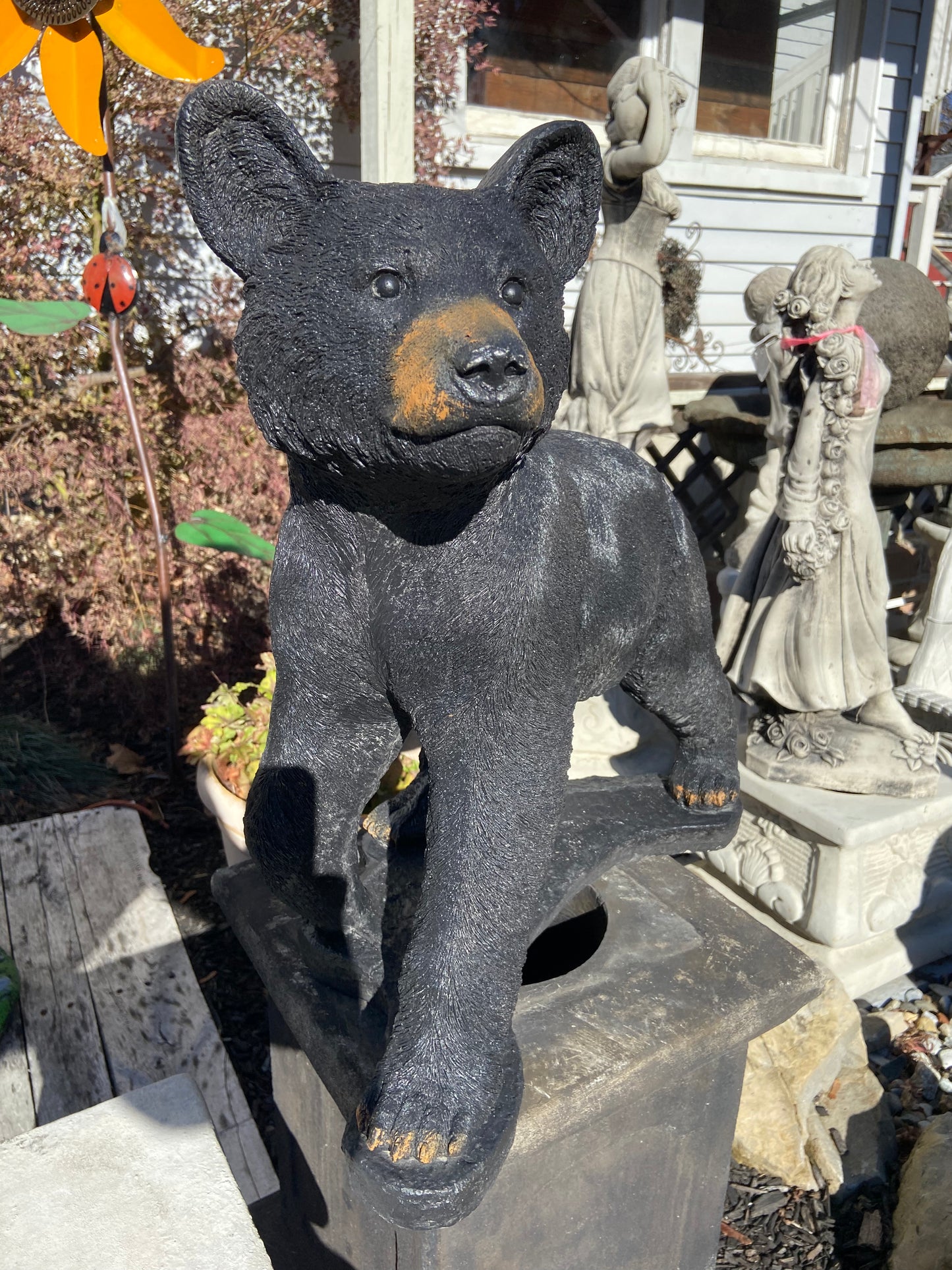 Startled Bear Cub