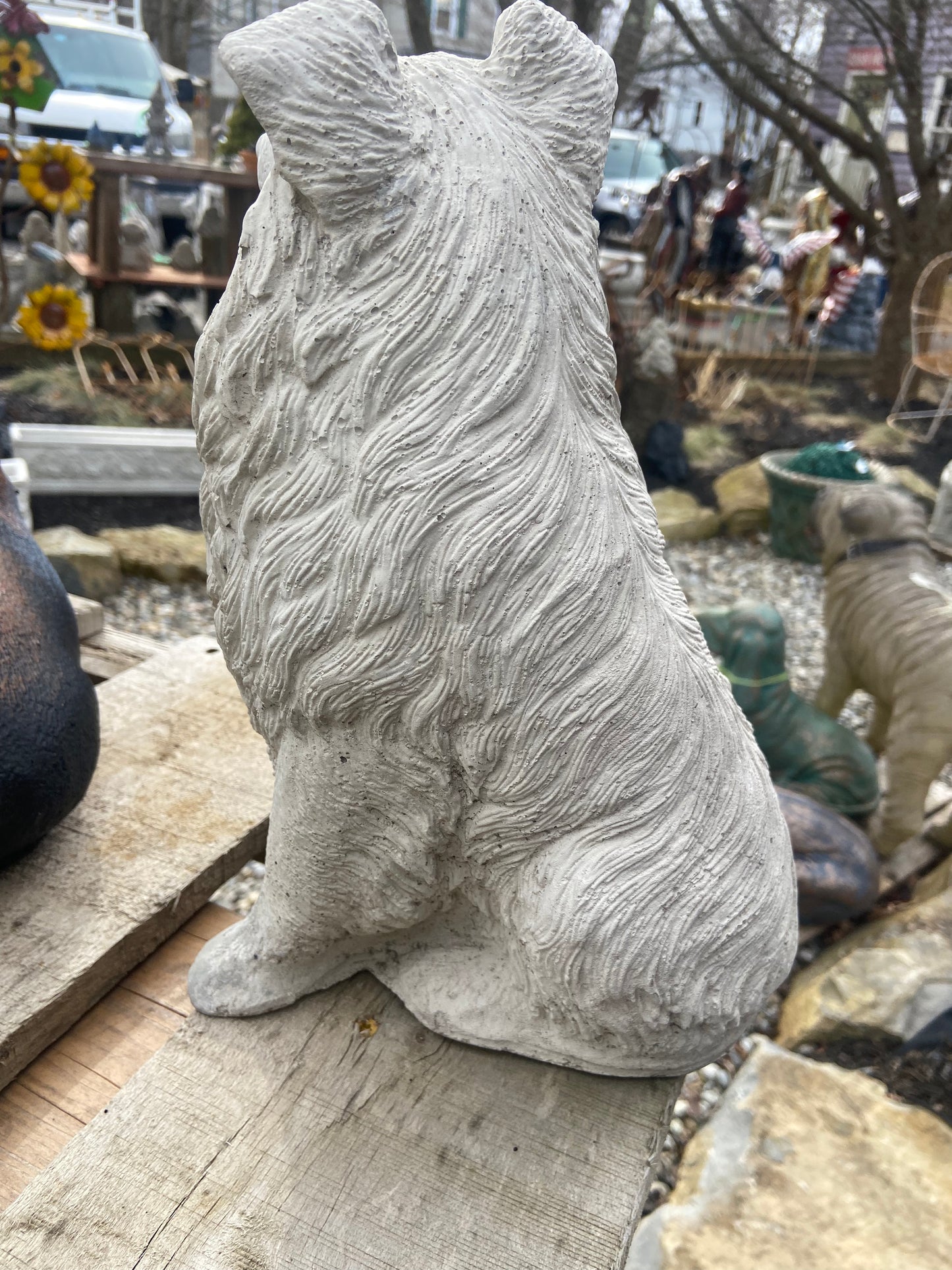 Collie