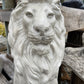 Thin Sitting Lion